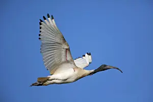 Molucca: Australian White Ibis