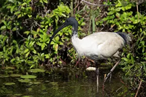 Threskiornis: Australian White Ibis