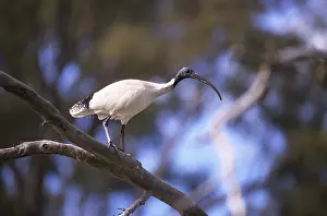 Threskiornis: Australian White Ibis