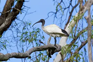 Molucca: Australian White Ibis