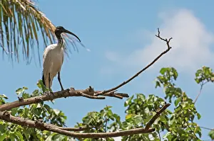 Molucca: Australian White Ibis