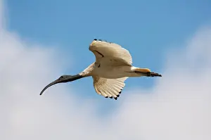 Molucca: Australian White Ibis