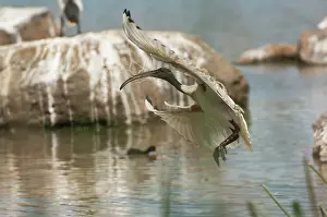 Molucca: Australian White Ibis
