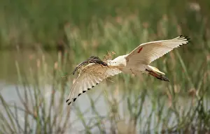 Molucca: Australian White Ibis