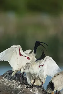 Molucca: Australian White Ibis