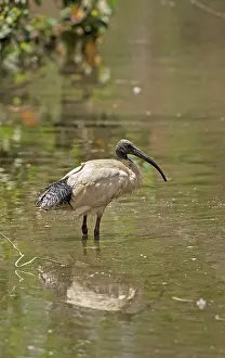 Molucca: Australian White Ibis