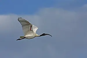 Ibis: Australian White Ibis