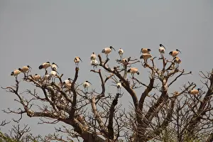 Molucca: Australian White Ibis flock