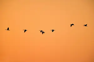 Molucca: Australian White Ibis - flock of Australien White