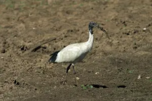 Threskiornis: Australian White Ibis - With muddy beak