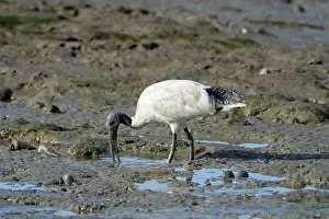 Molucca: Australian White Ibis - probing in marine mud
