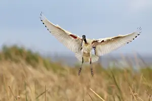 Victoria: Australian White Ibis (Threskiornis molucca) flying