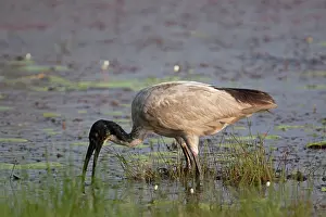 Stained: Australian White Ibis - typically with stained
