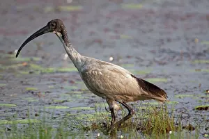 Stained: Australian White Ibis - typically with stained