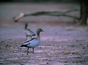 Jubata: Australian Wood Duck
