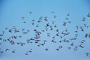 Jubata: Australian Wood Duck