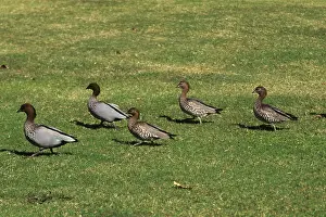 Jubata: Australian Wood Duck