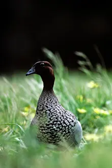 Jubata: Australian Wood Duck