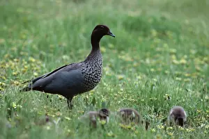Jubata: Australian Wood Duck