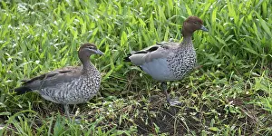 090720: Australian Wood Duck - On the bank of a rainwater