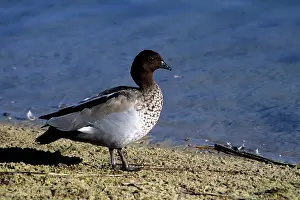 Jubata: Australian Wood Duck - Male