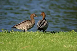 Jubata: Australian Wood Ducks