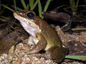 Ranidae: Australian Wood Frog
