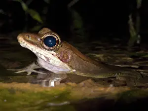 Ranidae: Australian Wood Frog