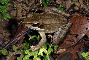 Ranidae: Australian Woodfrog