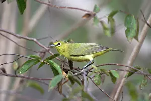 Zosterops: Australian Yellow White-eye
