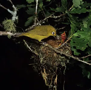 Zosterops: Australian Yellow White-eye