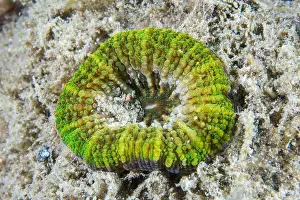 Scleractinia: Australis Doughnut Coral (Homophyllia australis)
