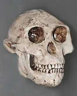 Link: Australopithecus afarensis