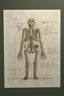 Skeleton: Australopithecus afarensis skeleton. Height: 3 1/2