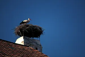 Tile: Austria, Burgenland, Rut, Neusiedler See
