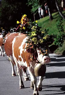 Bartruff: Austria, Innsbruck. Decorated cows coming