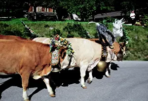 Bartruff: Austria, Innsbruck. Decorated cows coming
