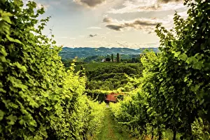 Wine: Austria, south styria vineyards travel destination