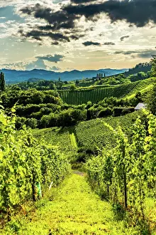 Wine: Austria, south styria vineyards travel destination