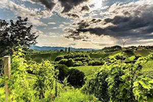 Wine: Austria, south styria vineyards travel destination