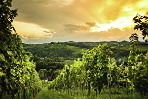 Wine: Austria, south styria vineyards travel destination