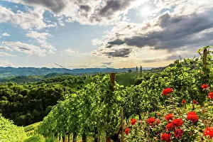 Wine: Austria, south styria vineyards travel destination