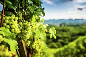 Wine: Austria, south styria vineyards travel destination
