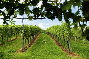 Wine: Austria, south styria vineyards travel destination