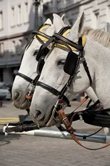 Classic: Austria, Vienna. Popular traditional horse-drawn