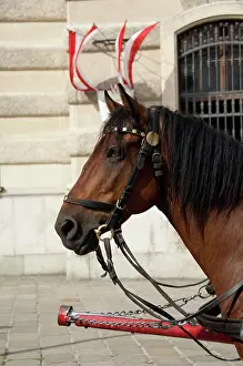 Classic: Austria, Vienna. Popular traditional horse-drawn