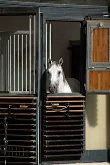 Stall: Austria, Vienna. World Famous Spanish Riding