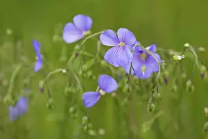 Neusiedlersee: Austrian Flax
