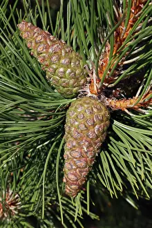 Detailed: Austrian Pine - detailed study of cones and needles