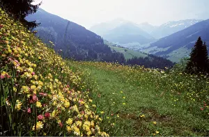 Vulneraria: Austrian Tyrol - high meadow with kidney vetch and buttercup
